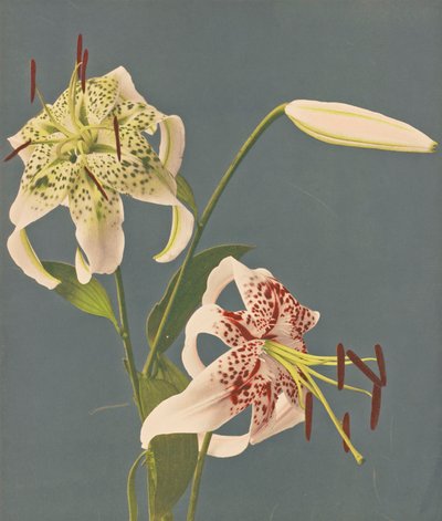 ユリ、1897年（手彩色コロタイプ） 作： Kazumasa Ogawa