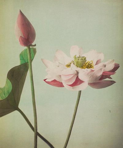 ロータス、1896年（手彩色コロタイプ） 作： Kazumasa Ogawa