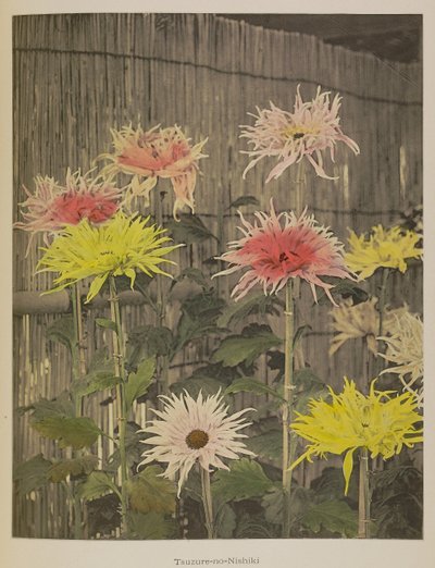 つづくの錦 作： Kazumasa Ogawa