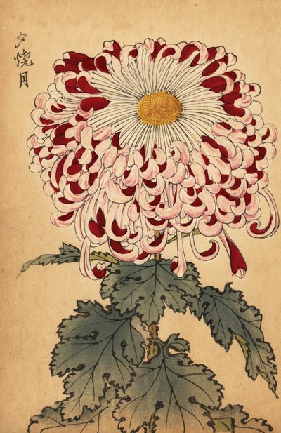 交配紅白匙菊、1893年（彫刻） 作： Keika Hasegawa