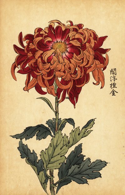 ハイブリッド オレンジと深紅の菊、1893 年 (彫刻) 作： Keika Hasegawa