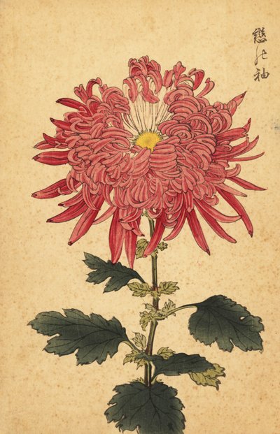 ハイブリッド ピンク クイル キク、1893 年 (彫刻) 作： Keika Hasegawa