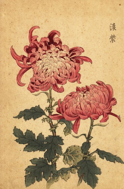 ハイブリッド サーモン ピンク キク、1893 年 (彫刻) 作： Keika Hasegawa