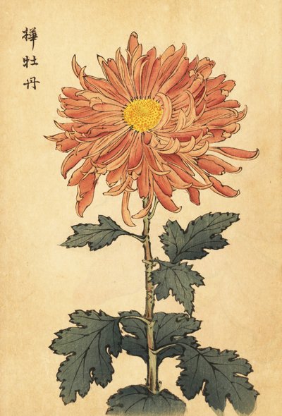 ハイブリッド サーモン ピンク キク、1893 年 (彫刻) 作： Keika Hasegawa