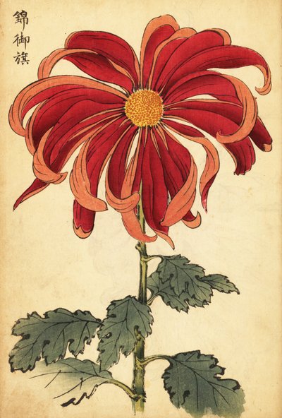 緋色とピンク色の菊の交配、1893年（彫刻） 作： Keika Hasegawa