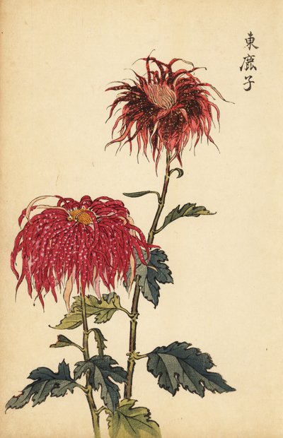 斑点のある緋色とピンクのクイル菊のハイブリッド、1893年（彫刻） 作： Keika Hasegawa