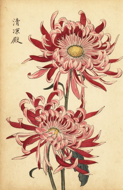 雑種のピンクと緋色のクモの菊、1893年（彫刻） 作： Keika Hasegawa