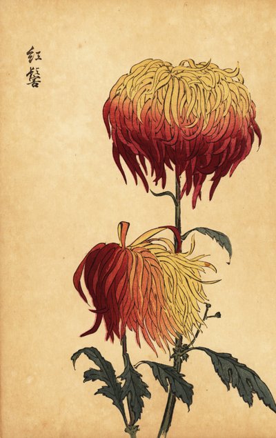 雑種の黄色、オレンジ、深紅の菊、1893 年 (彫刻) 作： Keika Hasegawa