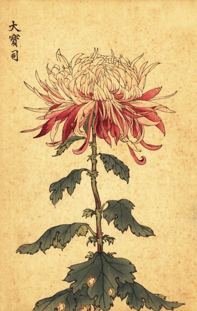 白と深紅のハイブリッド スプーン菊、1893 年 (彫刻) 作： Keika Hasegawa