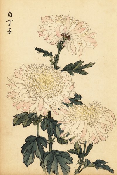 白とピンクのハイブリッド菊、1893年（彫刻） 作： Keika Hasegawa