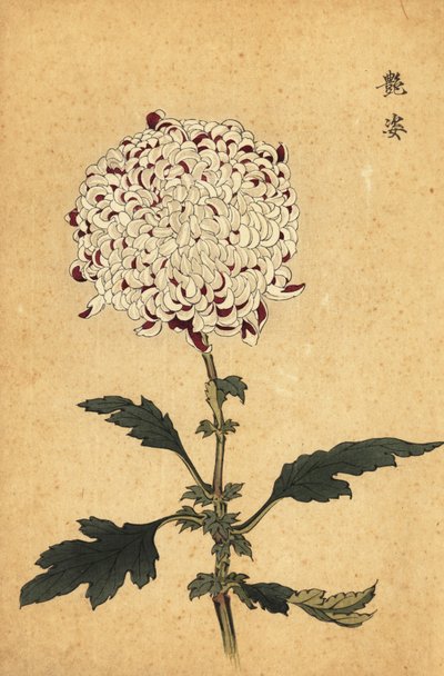 白と紫のハイブリッド ポンポン菊、1893 年 (彫刻) 作： Keika Hasegawa
