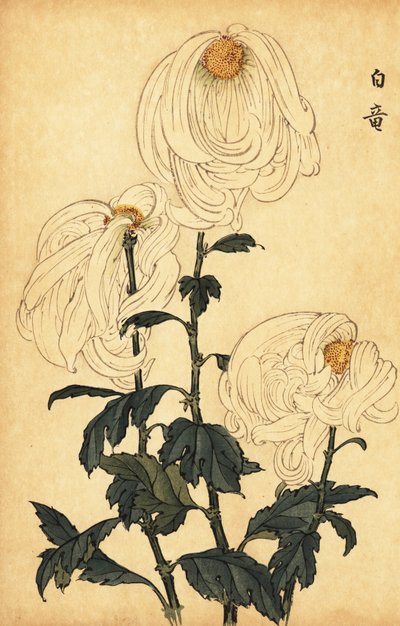 交配白菊、1893年（彫刻） 作： Keika Hasegawa