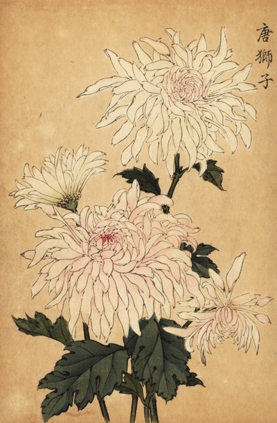 ハイブリッド白菊、キク属。 、1893年（彫刻） 作： Keika Hasegawa