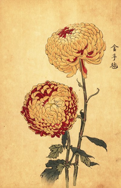黄色と緋色のハイブリッド ポンポン菊、1893 年 (彫刻) 作： Keika Hasegawa