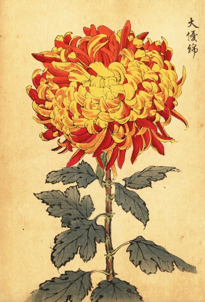 黄色と緋色のハイブリッド ポンポン菊、1893 年 (彫刻) 作： Keika Hasegawa