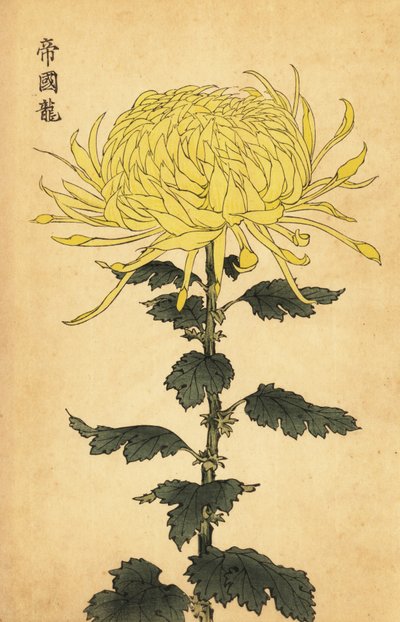 ハイブリッド イエロー キク、1893 年 (彫刻) 作： Keika Hasegawa
