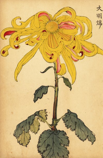 混成黄色の不規則な菊、1893年（彫刻） 作： Keika Hasegawa