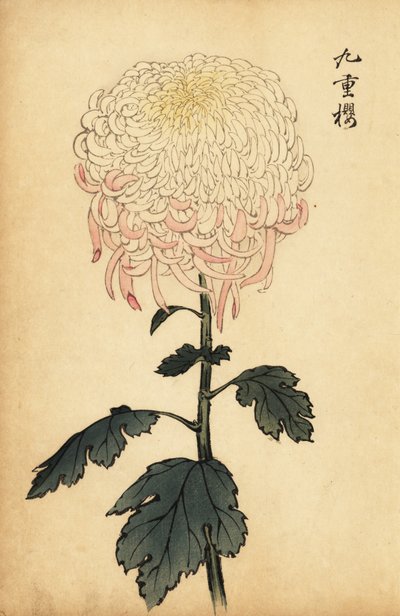 斑入りの白とピンクの菊、1893年（彫刻） 作： Keika Hasegawa