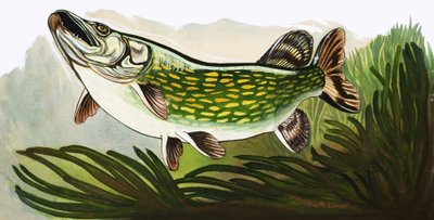 フィッシュ・ウォッチングに出かけよう：カワカマス 作： Keith Linsell