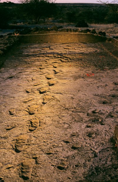 DOH;最初の一歩、360万年前の湿った火山灰の足跡、2008年発見（写真）。 作： Kenneth Garrett
