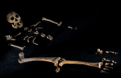2008年、ドマニシで発見された身長4フィート7インチの複合骨格（写真）。 作： Kenneth Garrett