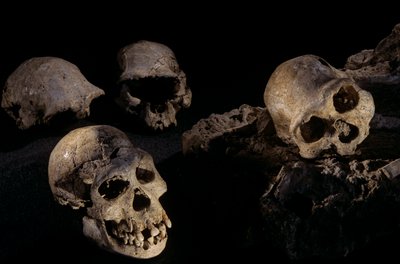 グルジア、ドマニシ、ホモ・エレクトス遺跡出土の4つの頭蓋骨 作： Kenneth Garrett