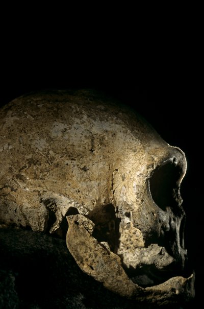 ホモ・エレクトスの頭骨、歯なし、ドマニシ、グルジア ホモ・エレクトス遺跡 作： Kenneth Garrett