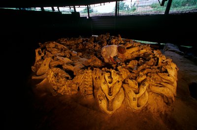 骨小屋から出土したマンモスの顎骨（ウクライナ、メジリチ、2000年）（写真 作： Kenneth Garrett