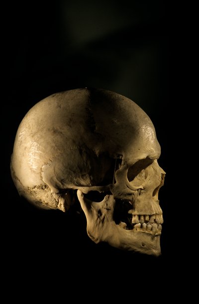 現代人の頭骨、科学的研究骨格ジョージ・ワシントン大学、2000年（写真） 作： Kenneth Garrett