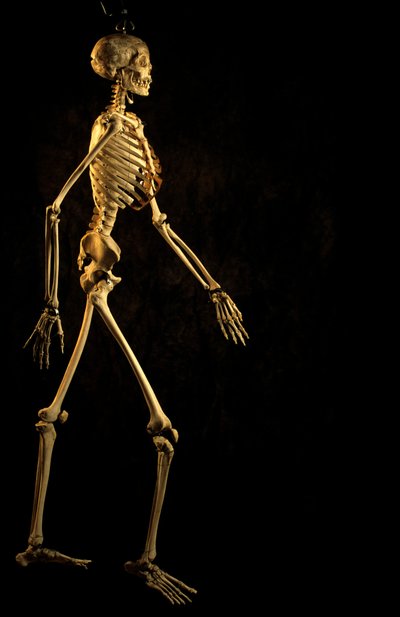 科学的研究 現代人の骨格、ジョージ・ワシントン大学、2000年（写真） 作： Kenneth Garrett