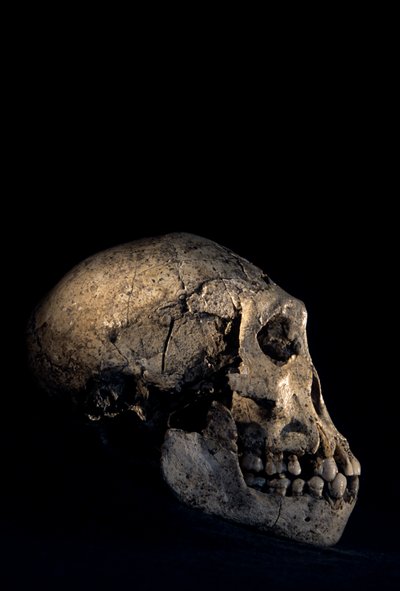 グルジア、ドマニシ、ホモ・エレクトス遺跡で発見された頭蓋骨。 作： Kenneth Garrett