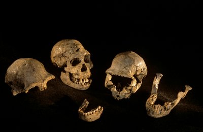 グルジア、ドマニシ、ホモ・エレクトス遺跡出土の頭骨と大あご 作： Kenneth Garrett