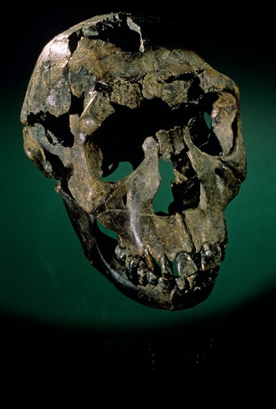 トゥルカナの少年、ケニア、西トゥルカナ、トゥルカナ湖、KNMER-WT15000、H. erectus、ナリオコトメ...、2008年（写真） 作： Kenneth Garrett