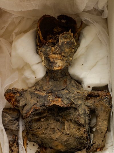mm7864; 第18王朝; 新王国時代; エジプト; エジプト博物館; カイロ; ミイラ; 谷の... 2009年（写真） 作： Kenneth Garrett
