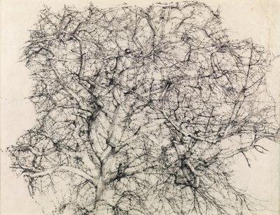 木の研究（鉛筆） 作： Kenneth Newton