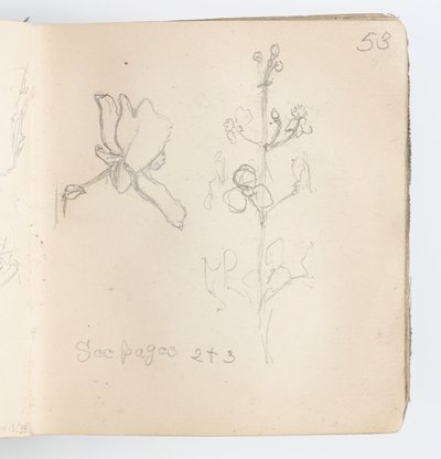 スケッチブックページ：花のスケッチ 作： Kenyon Cox