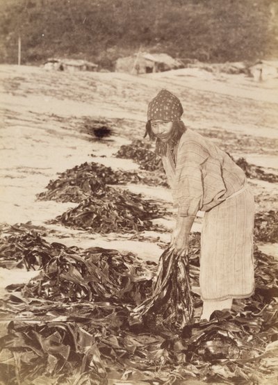 海藻を収穫するアイヌの女性、1900年頃（卵白シルバープリント） 作： Kenzô Tamoto