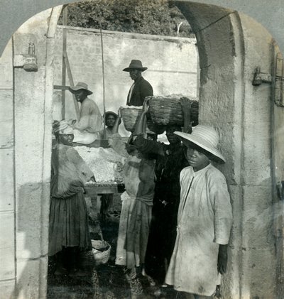ココアフレッシュ、ポッド、ドミニカ、BWI、1893年。 作： Keystone View Company