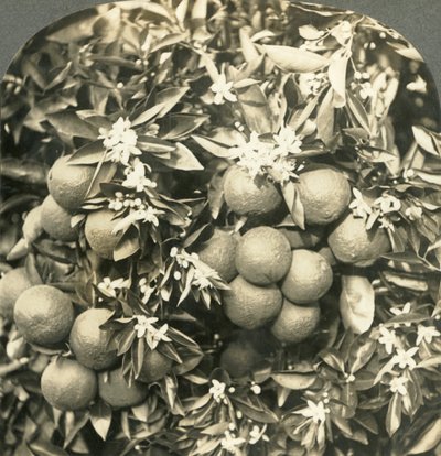 同じ木、カリフォルニア、c1900で育つオレンジ色の花と成熟したオレンジ色。 作： Keystone View Company