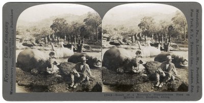 1910年、アフリカのローデシアのメンレンボ川での午前のカバ狩りの結果 作： Keystone View Company