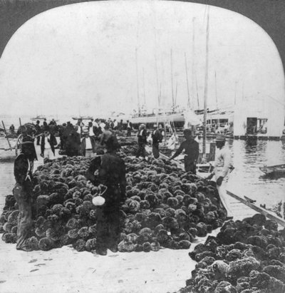 スポンジマーケット、キーウェスト港、フロリダ、米国、c1900 作： Keystone View Company