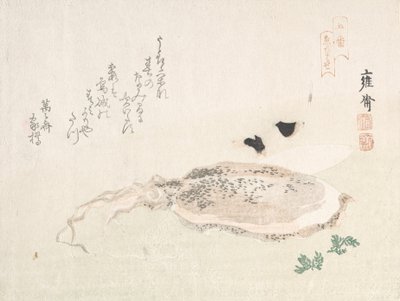 カトルフィッシュ 19世紀初頭 作： Kikuchi Yosai