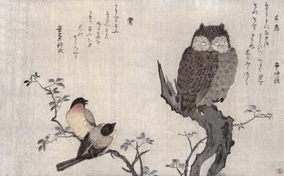 フクロウと2匹のイースタンブルフィンチ、アルバム「ユーモラスな歌で比較された鳥、100羽と1000羽の詩のコンテスト」、1791年（カラー木版画） 作： Kitagawa Utamaro