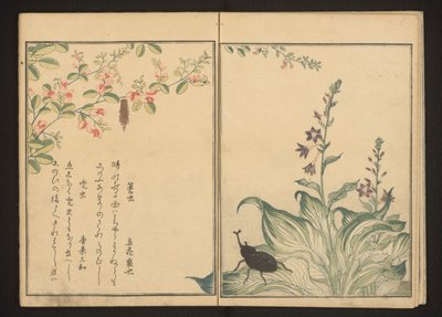 ハギと石ネギの花のカブトムシとヘルメットビートル 作： Kitagawa Utamaro