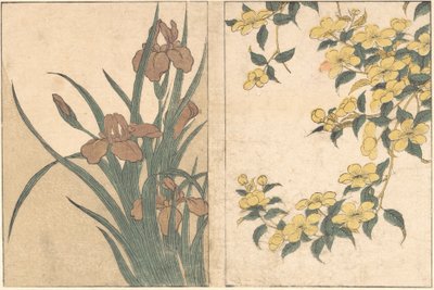 桜と花菖蒲（『四季の花』絵巻より）1801年 作： Kitagawa Utamaro