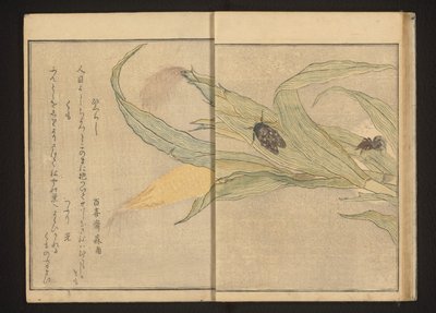 トウモロコシの蝉とクモ 作： Kitagawa Utamaro