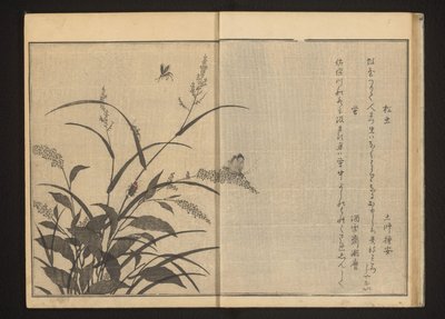 タデと葦のコオロギとホタル 作： Kitagawa Utamaro