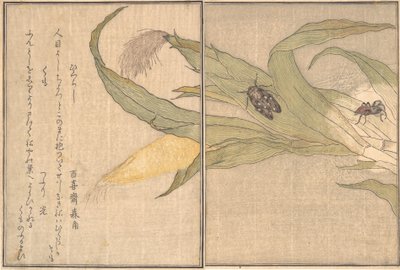 絵ヴェ人ｇ 歯科だ、 ひぐらし、 Ｓぴでｒ、 雲。。。、 １７８８。 作： Kitagawa Utamaro