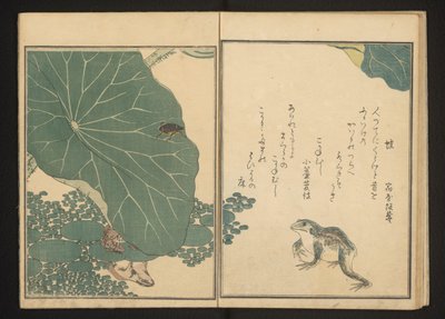 蓮の近くのカエルと金虫 作： Kitagawa Utamaro
