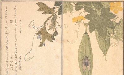 バッタのきりぎりす、セミのせみ...、1788年。 作： Kitagawa Utamaro